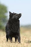 SCHIPPERKE 133